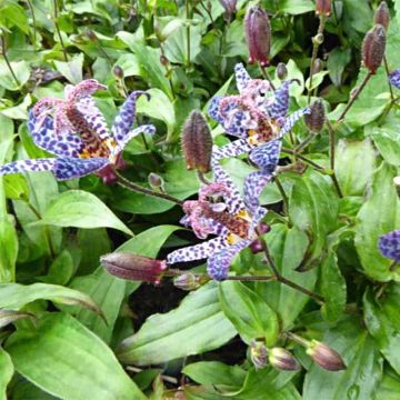 Tricyrtis formosana Dark Beauty