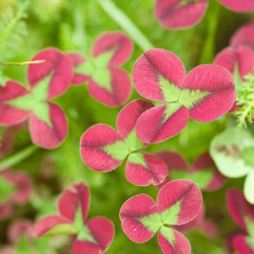 Trifolium repens Isabella - Trifoglio ladino