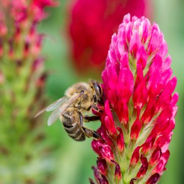 Trifolium incarnatum - Trifoglio incarnato