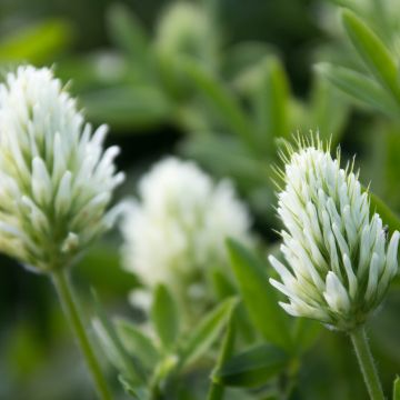 Trifolium ochroleucon - Trifoglio bianco-giallo