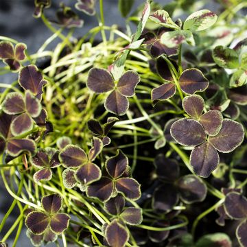 Trifolium repens Dark Debbie - Trifoglio ladino