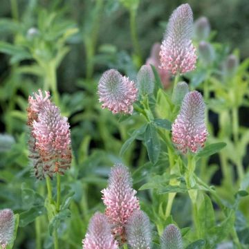 Trifolium rubens Peachy Pink - Trifoglio rosseggiante