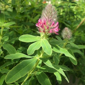 Trifolium rubens - Trifoglio rosseggiante