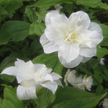 Trillium grandiflorum Flore Pleno