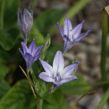 Triteleia laxa Queen Fabiola - Triteleia comune