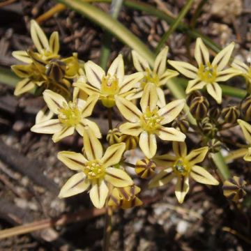 Triteleia ixioides Starlight