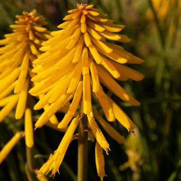 Kniphofia Banana Popsicle - Giglio della torcia