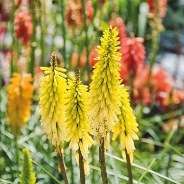 Kniphofia Lemon Popsicle - Giglio della torcia