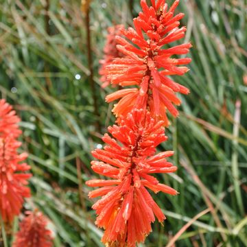 Kniphofia uvaria Nancy's Red - Giglio della torcia