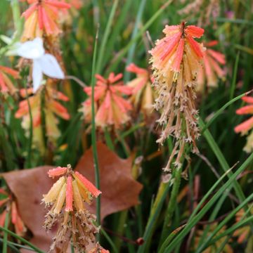 Kniphofia Papaya Popsicle - Giglio della torcia