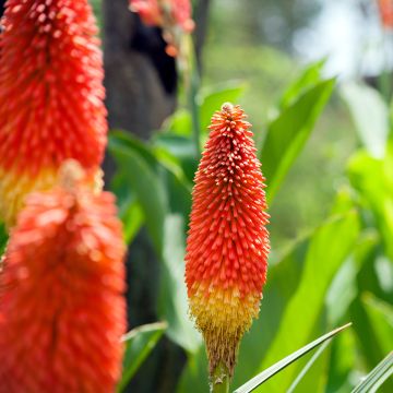 Kniphofia Traffic Lights - Giglio della torcia