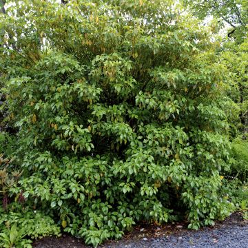 Trochodendron aralioides