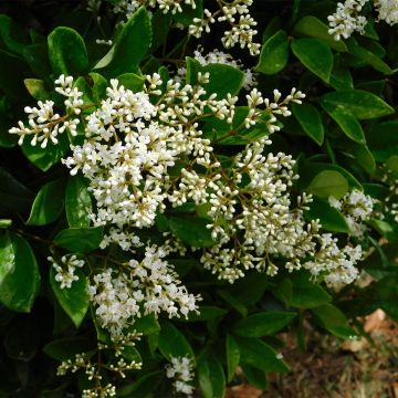 Ligustrum japonicum - Ligustro giapponese