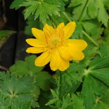 Trollius chinensis Golden Queen