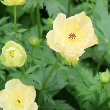 Trollius Cheddar