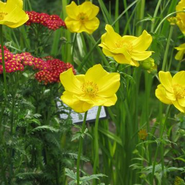 Trollius stenopetalus