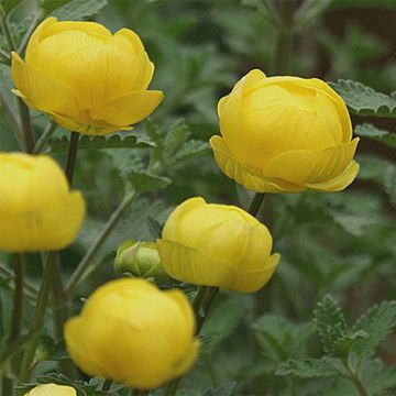 Trollius Lemon Queen