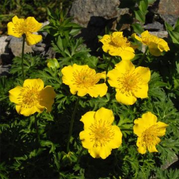 Trollius pumilus