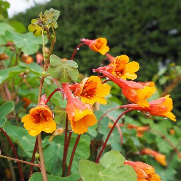 Tropaeolum tuberosum - Nasturzio