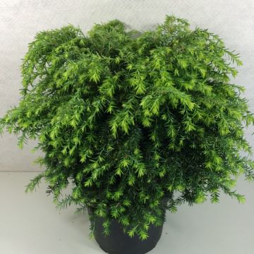 Tsuga canadensis Jeddeloh