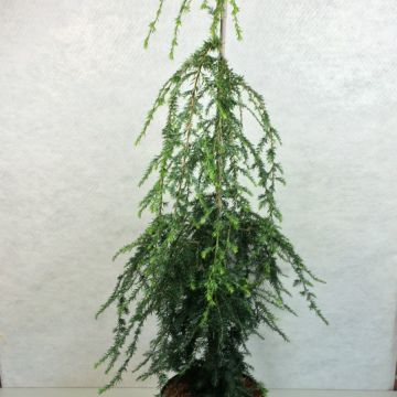 Tsuga canadensis Pendula