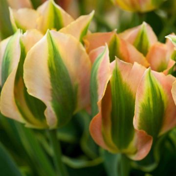 Tulipano Viridiflora Green River