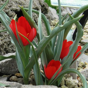 Tulipano wilsoniana - Tulipano selvatico