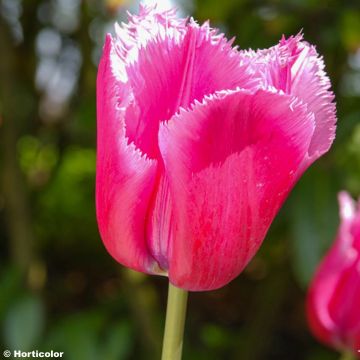 Tulipano sfrangiato Louvre