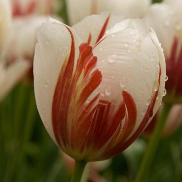 Tulipano Trionfo Carnaval De Rio