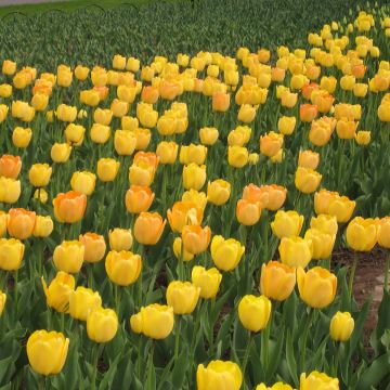 Tulipano Darwin Golden Apeldoorn