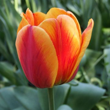 Tulipano Darwin Apeldoorn's Elite