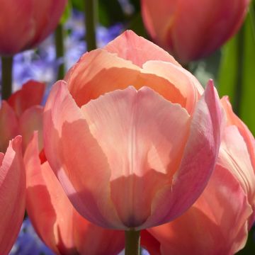 Tulipano Darwin Mystic Van Eijk