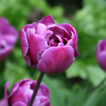 Tulipano Diamant Bleu