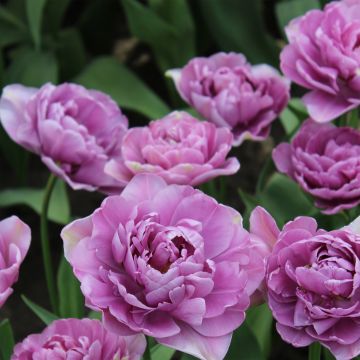 Tulipano Lilac Perfection