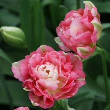 Tulipano Double Sugar