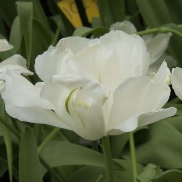 Tulipano Maureen Double