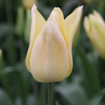 Tulipano Giglio Elegant Lady