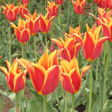 Tulipano Giglio Synaeda King