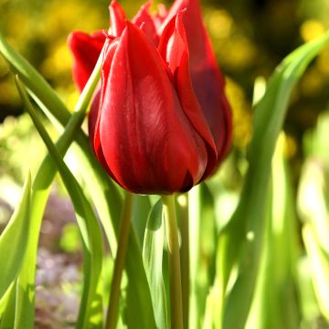 Tulipano Giglio Lasting Love