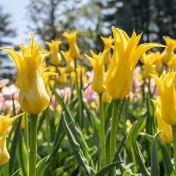 Tulipano Giglio West Point