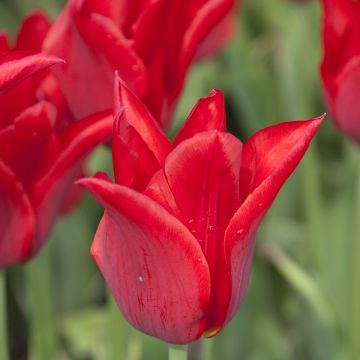 Tulipano Giglio Moneymaker