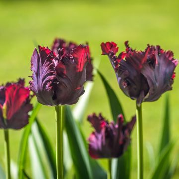 Tulipano Pappagallo Black Parrot