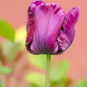 Tulipano Pappagallo Blue Parrot