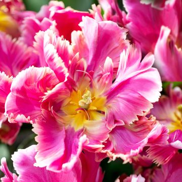 Tulipano Pappagallo Estella Rijnveld