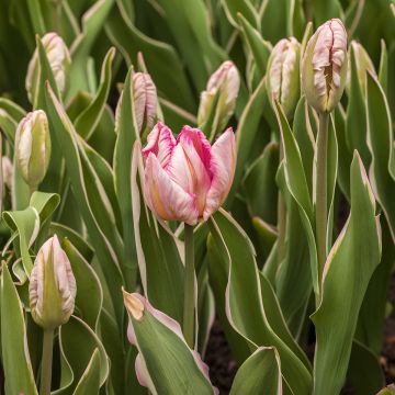 Tulipano Pappagallo Silver Parrot