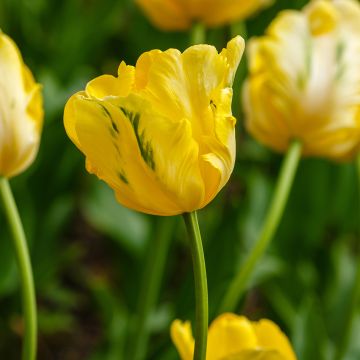 Tulipano Pappagallo Yellow Sun