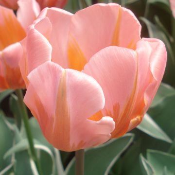 Tulipano Trionfo Pretty Princess