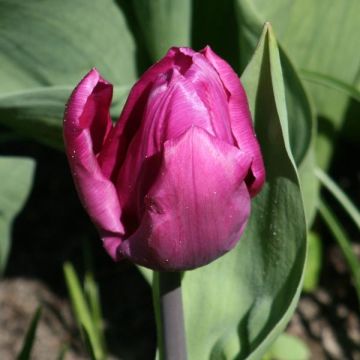 Tulipano Purple Prince