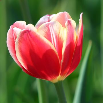 Tulipano Trionfo Leen van der Mark