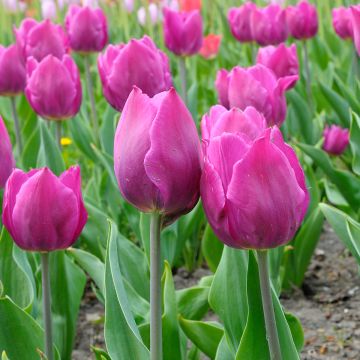 Tulipano Trionfo Purple Flag